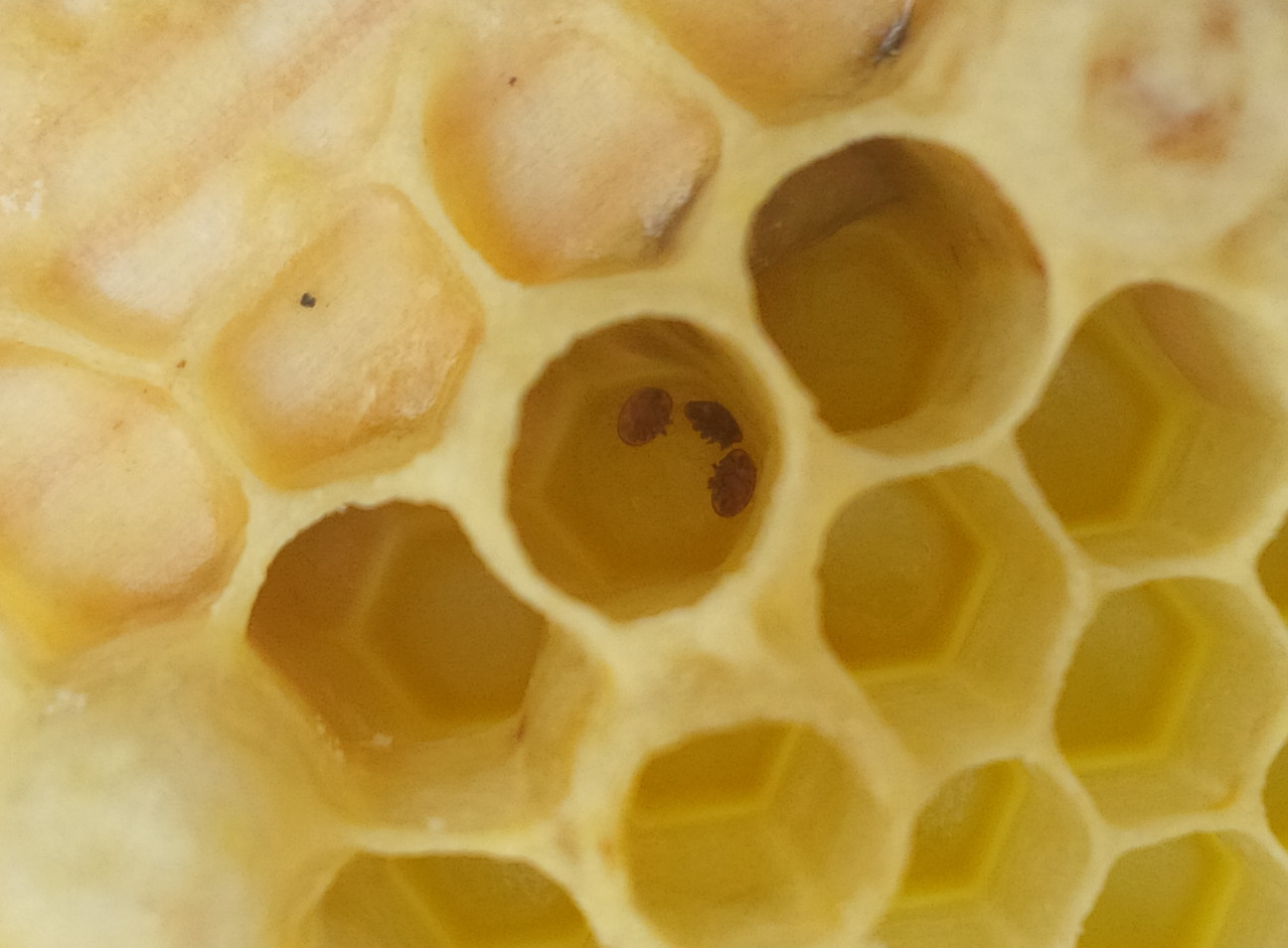 Varroa destructor in cell