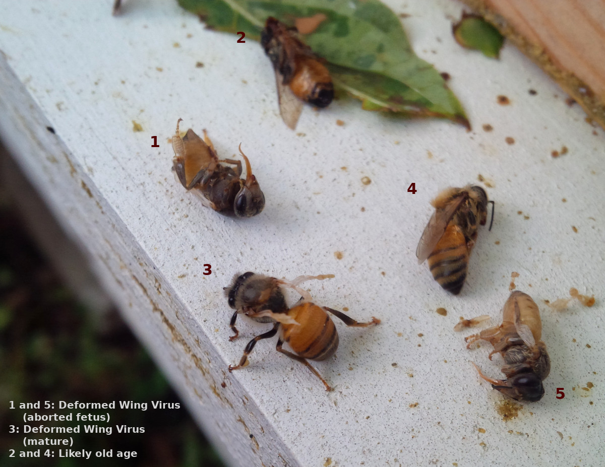 Deformed Wing Virus and other dead bees, during Fall purging