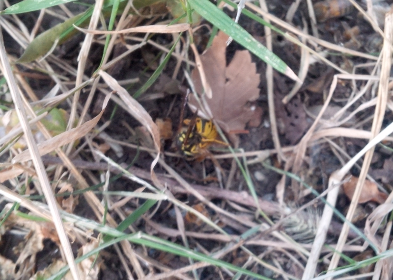 Yellow jacket balling bee