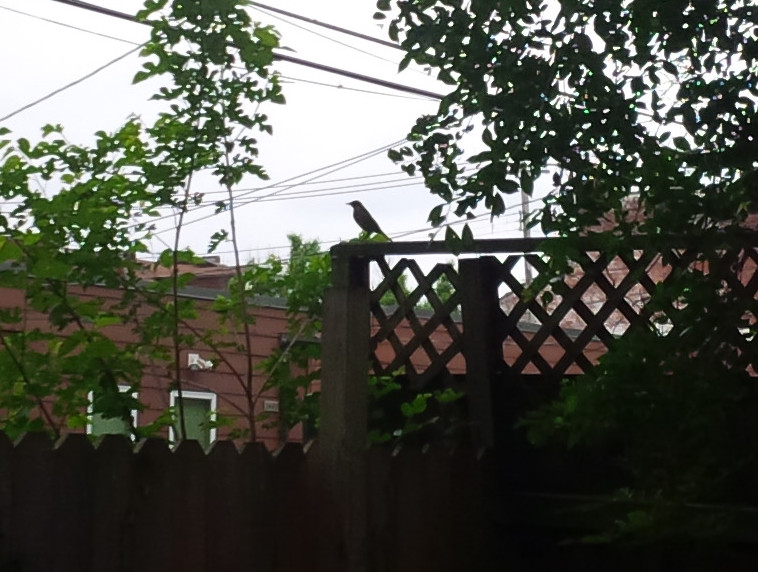 Mockingbird silhouette