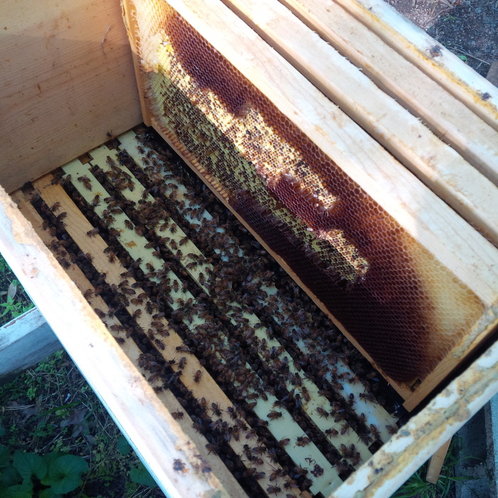 8 Frame hive with 5 missing frames