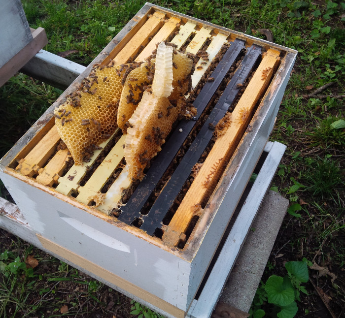 Hive with top cover comb pulled out