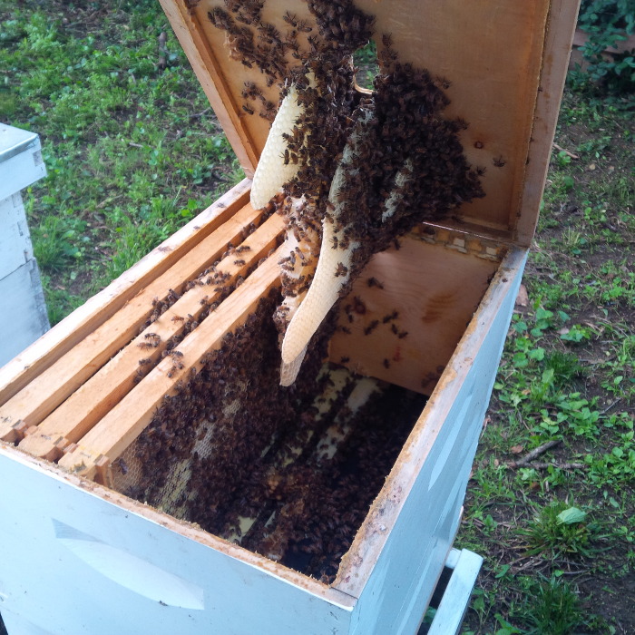 Hive with massive custom comb