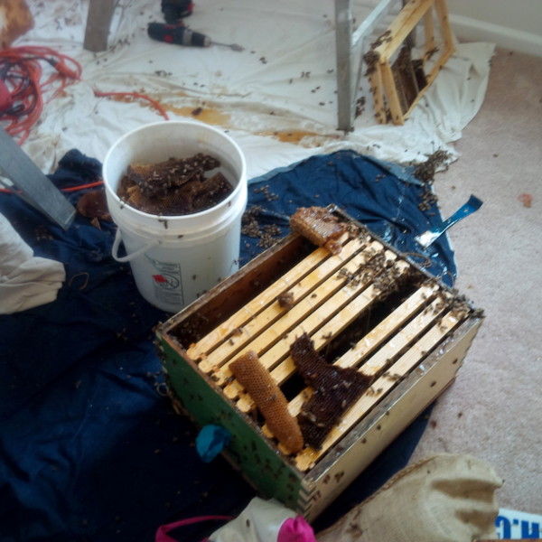 Tools, bees, honey--a mess