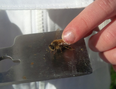 4-year-old petting a bee