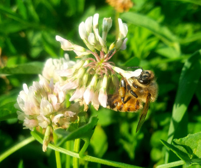 Worker foraging with pollen