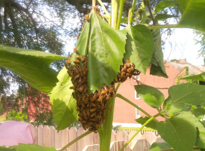 Small swarm on sunflowers