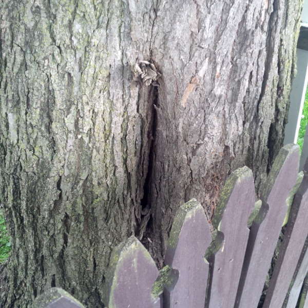 A 2ft tall hole in the base of the tree