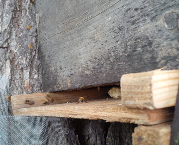 bees at the swarm box