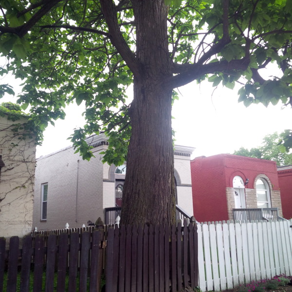 An unassuming Catalpa tree