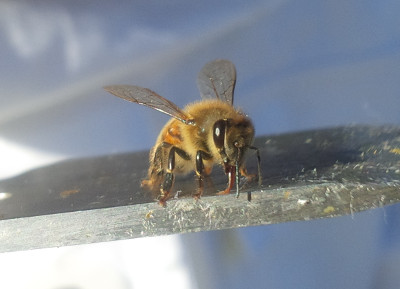 Bee licking honey on a hive tool